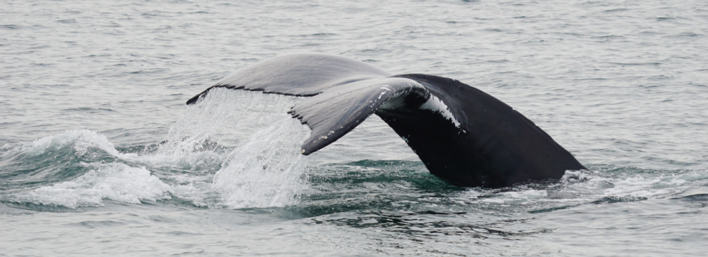 Humpback whale tail flukes.