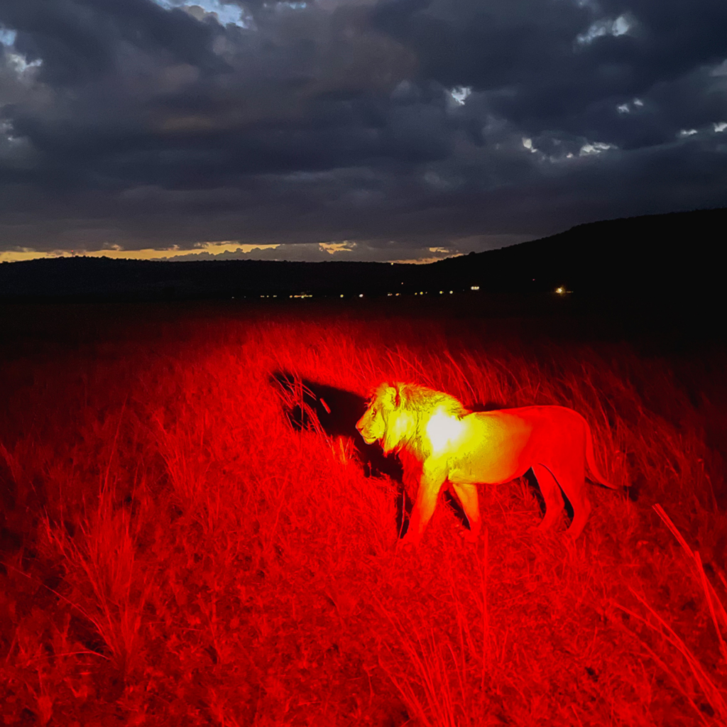 Adult male lion patrolling his territory after dark.