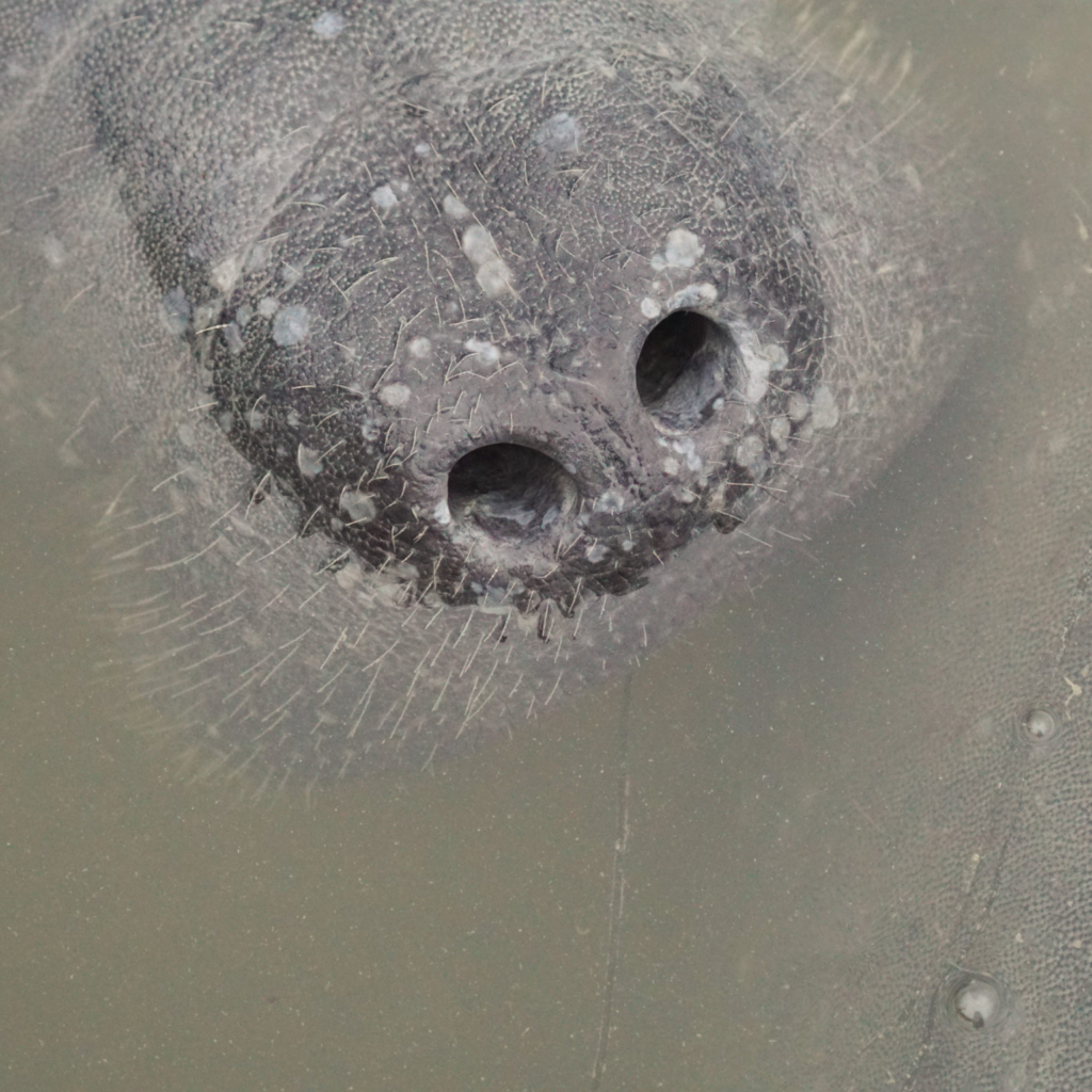 West Indian manatee nostrils