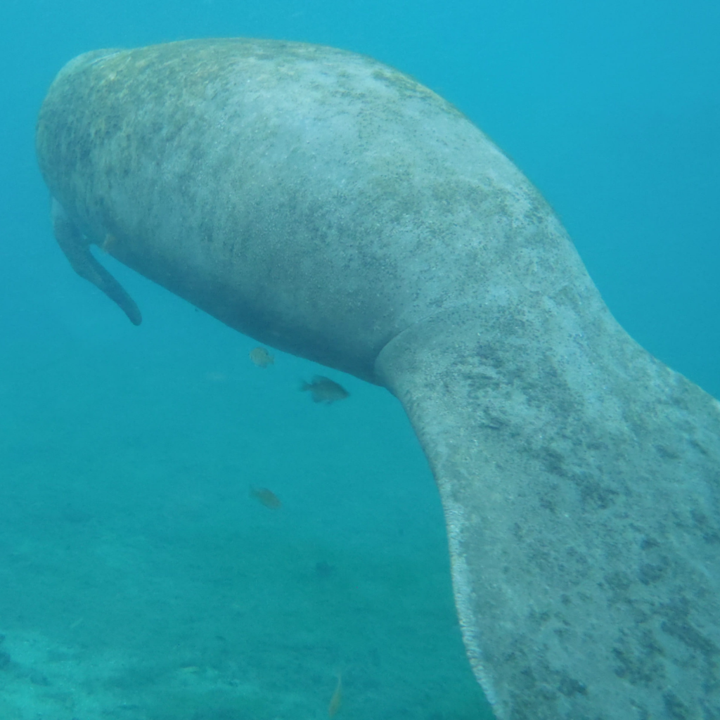 Florida manatee swimming in Crystal River