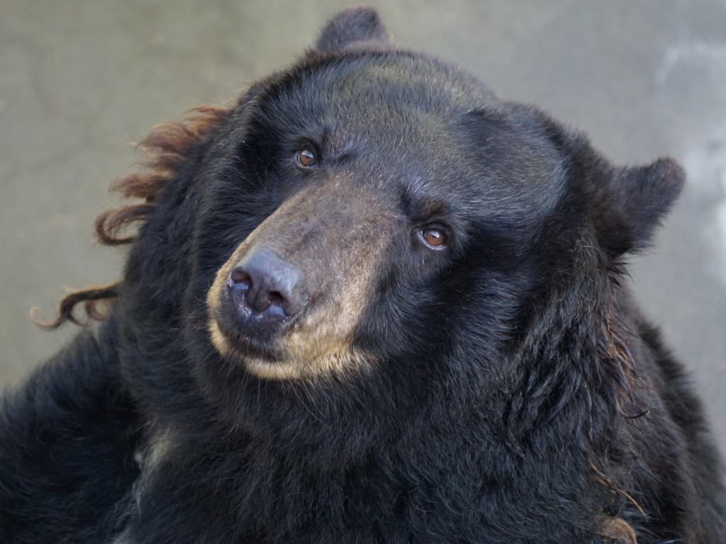 Black bear trapped at Cherokee Bear Zoo