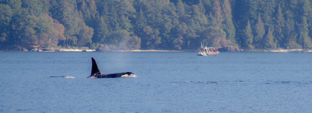 male orca swimming near San Juan Island, Washington Whale watching