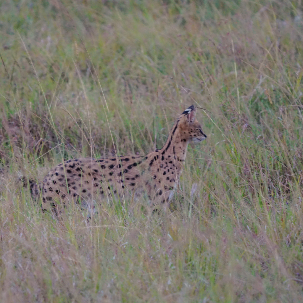 Serval cat hunting in the tall grass of Masai Mara National Reserve