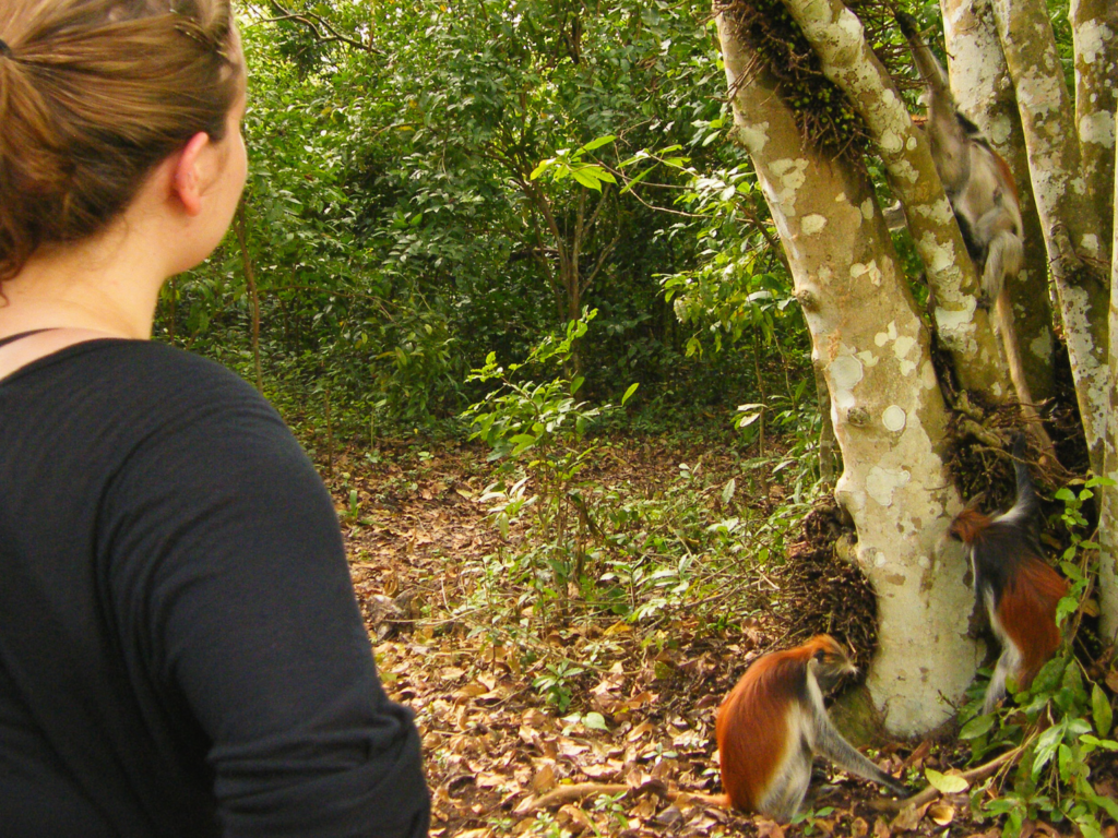 Unethical wildlife tour to see the Zanzibar red colobus monkey at Jozani-Chwaka Bay National Park.