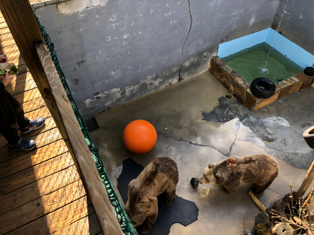 Roadside zoo brown bears in a concrete pit