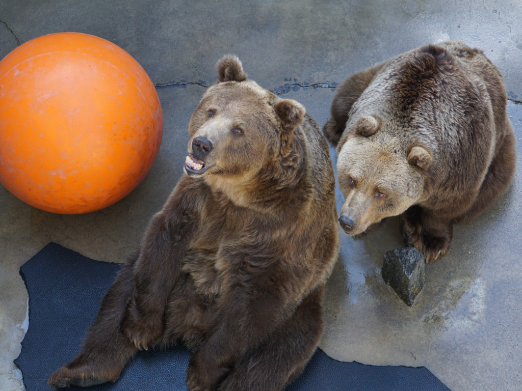 Two brown bears begging for food in their concrete pit