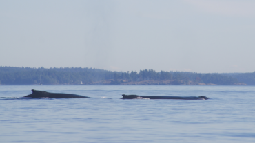 Two humpback whales swimming near San Juan Island, Washington