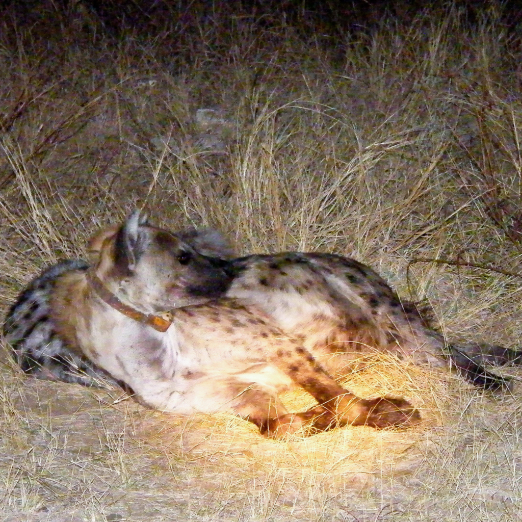 two spotted hyenas resting on an ethical night game drive in Kruger National Park South Africa