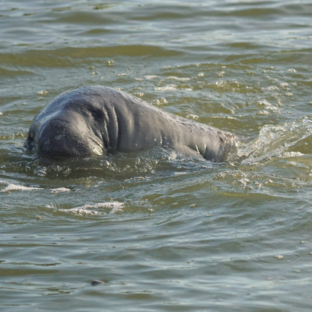 Manatee surfacing in the Everglades