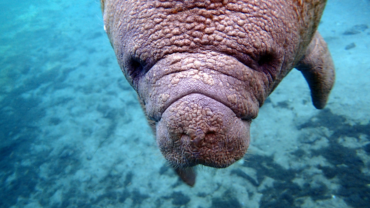 young Florida manatee swimming in Crystal River