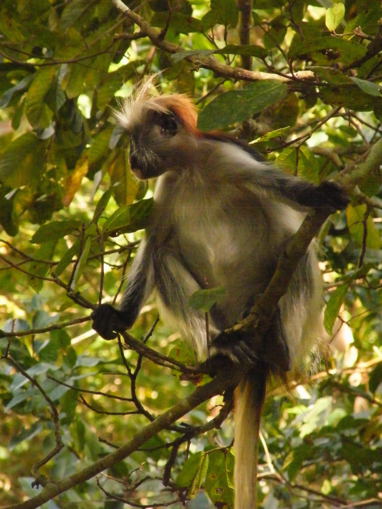 Zanzibar red colobus monkey at Jozani-Chwaka Bay National Park.