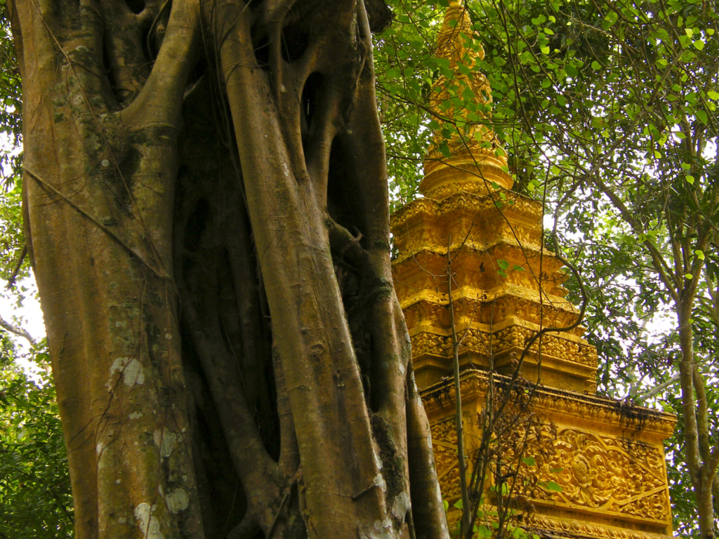 Forested grounds of Mahatup Pagoda.