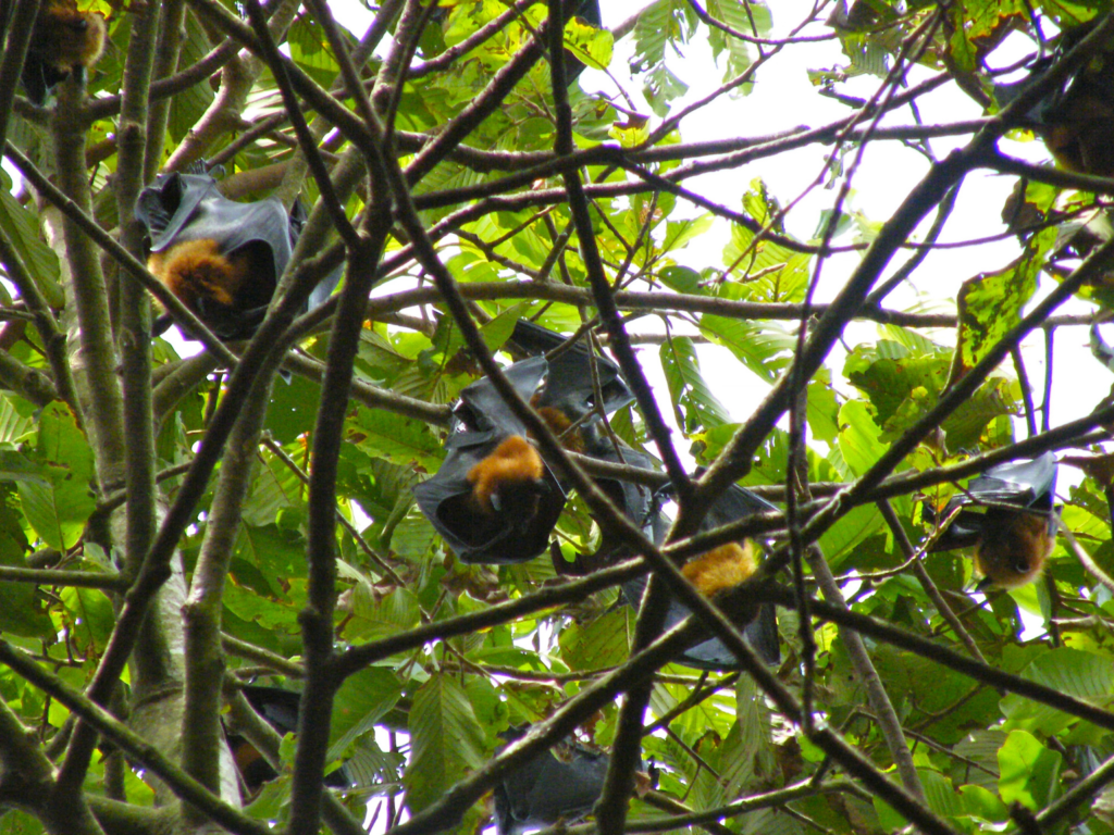 Lyle’s flying foxes roosting at Mahatup Pagoda.