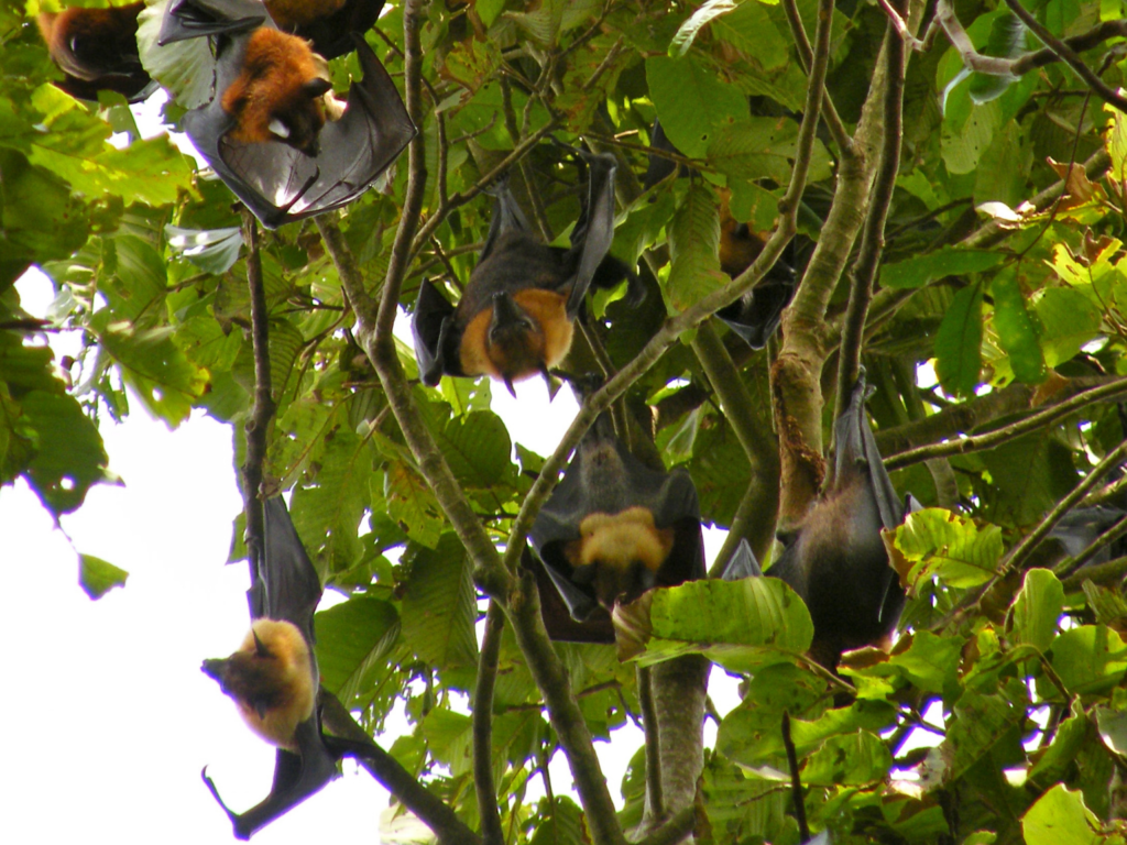 Lyle’s flying foxes