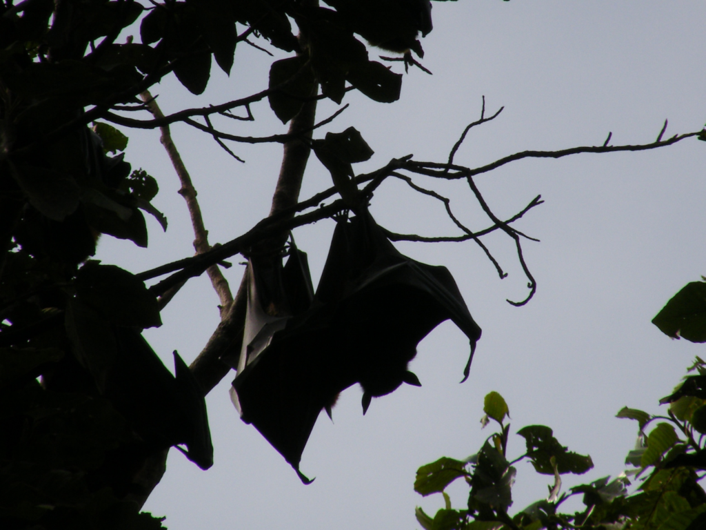 Lyle’s flying fox fanning themselves to stay cool.