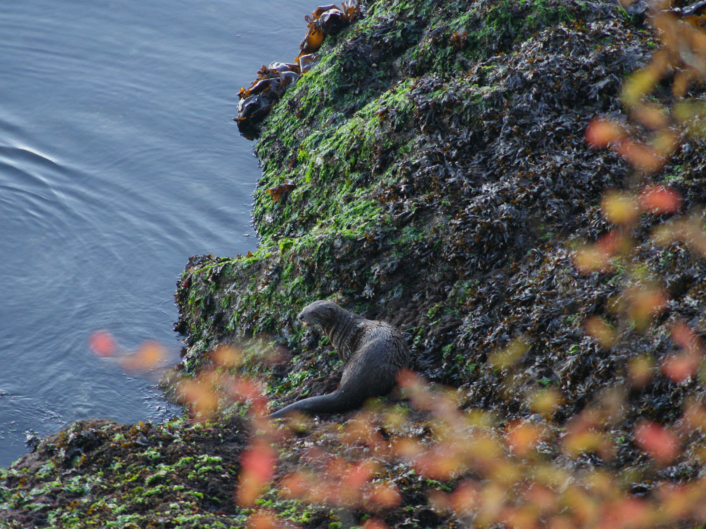 San Juan Island River Otter Pacific Northwest