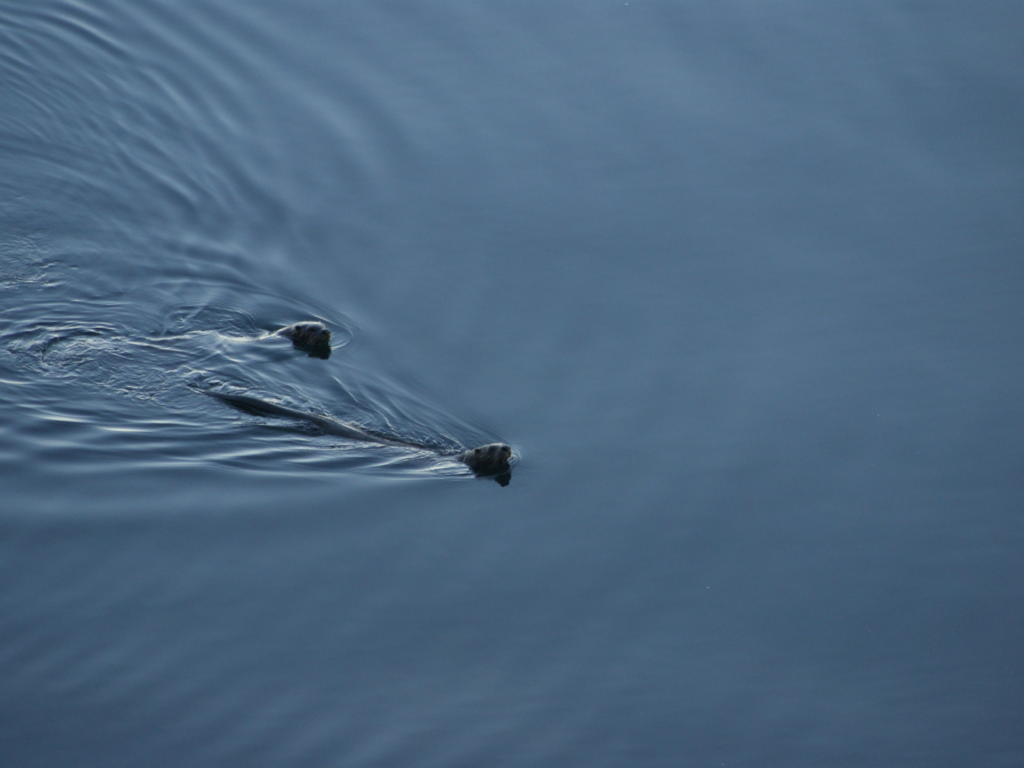 Two river otters on the water's edge on San Juan Island