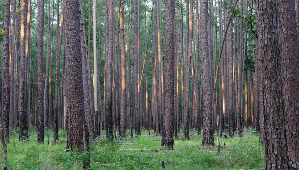 Pine stand near the park entrance of Congaree.