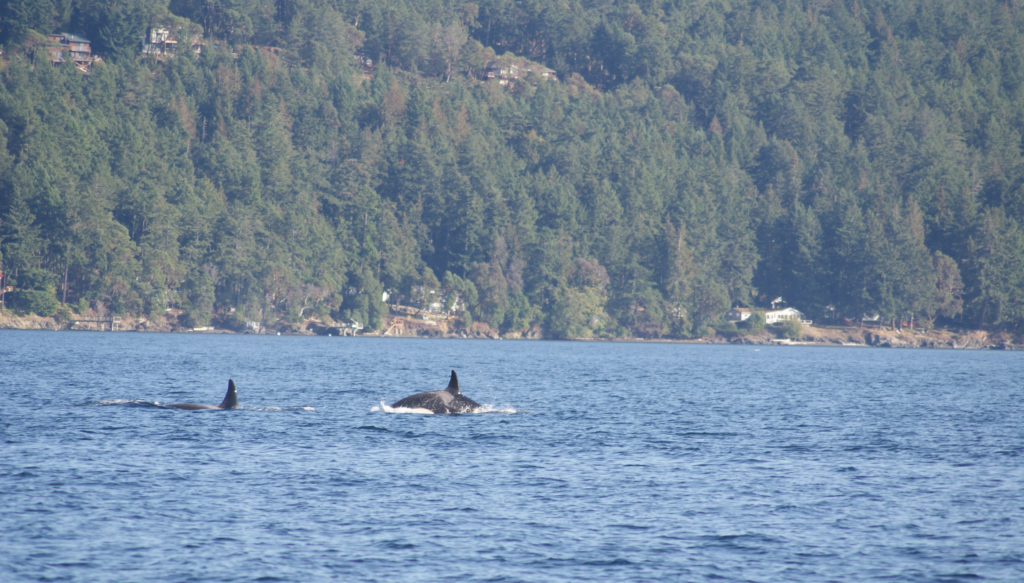 two orcas swimming near San Juan Island, Washington Whale watching