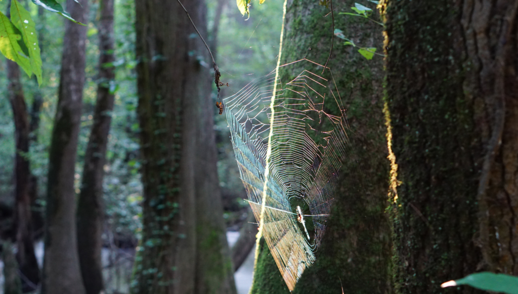 Spider web at sunrise in Congaree National Park.