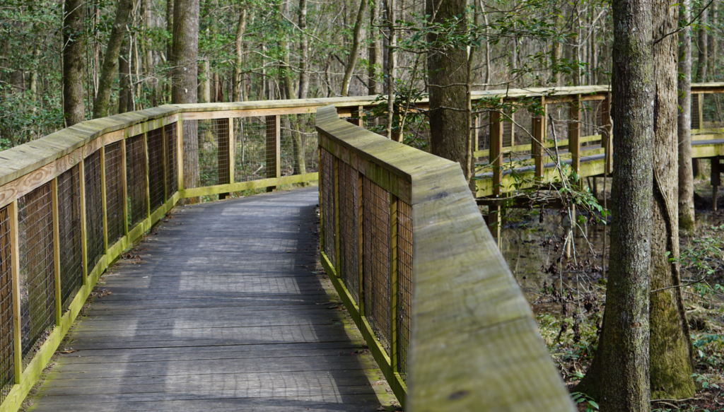 Boardwalk loop in Congaree National Park.