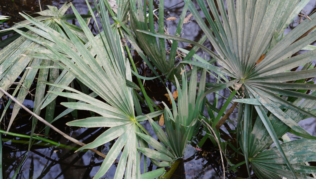 Congaree National Park's bottomland forest ecosystem.