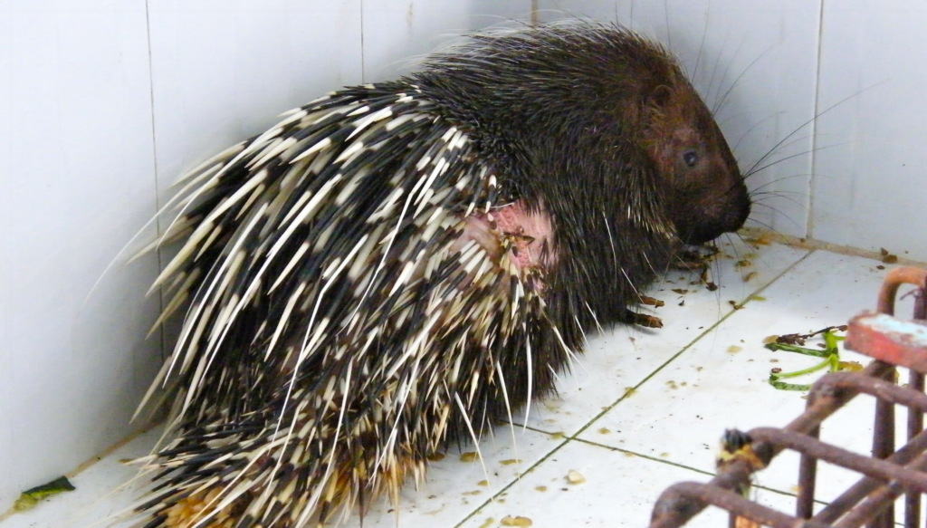 Malayan Porcupine for sale at Restaurant