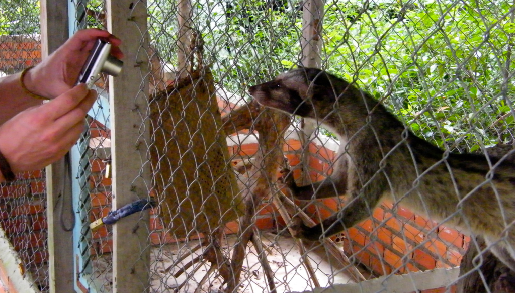 Palm civet in a cage.