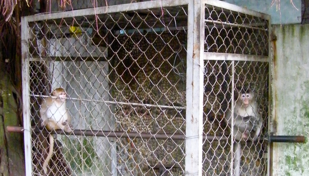 Two caged macaques at a restaurant in Vietnam.