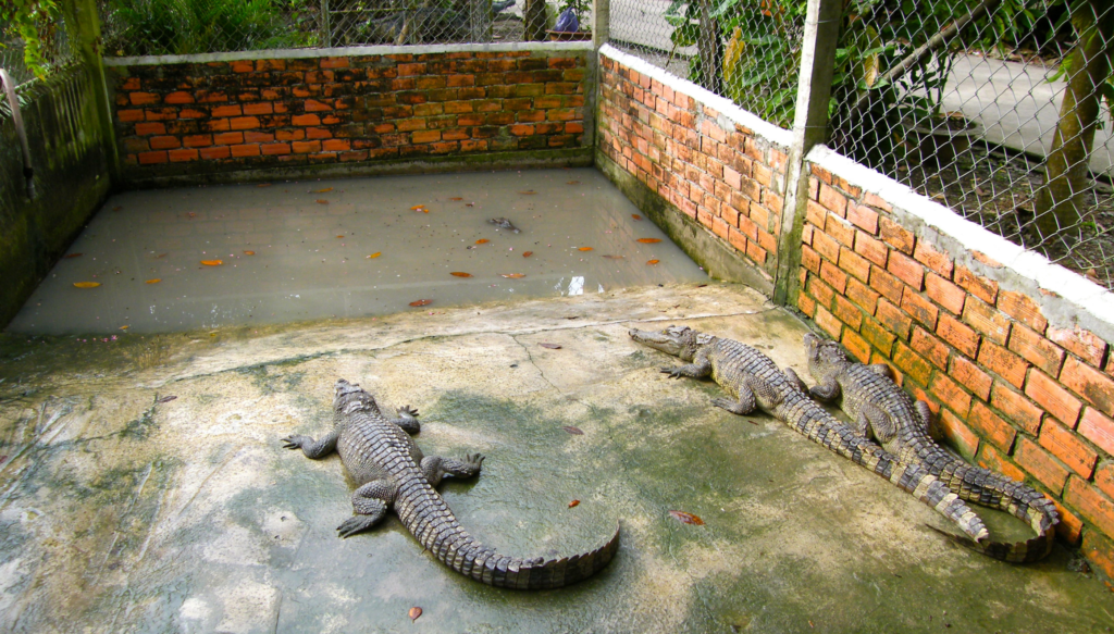 Captive crocodiles at a farm in Vietnam. 