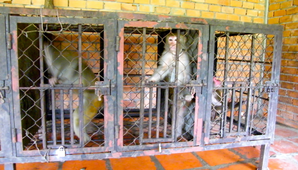 Cages where the monkeys are kept when they are not performing.