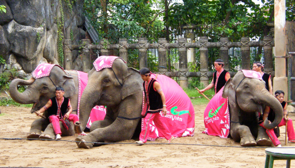 Unethical elephant circus show in Vietnam