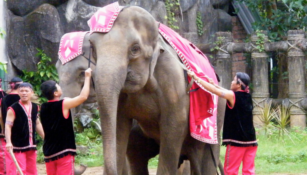 Elephants being prepared for the regular show at Saigon Zoo in Vietnam.