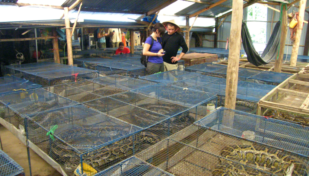 Python Farm in Vietnam