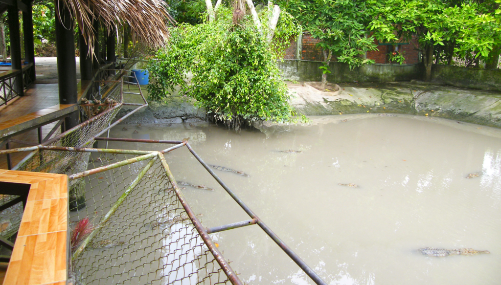 Muddy crocodile ponds at a reptile farm in Vietnam.