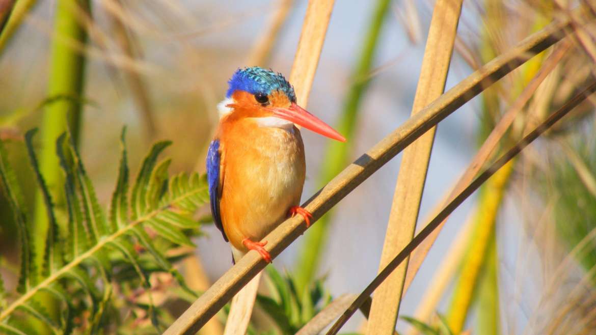 Malachite Kingfisher In the Okavango Delta, Botswana