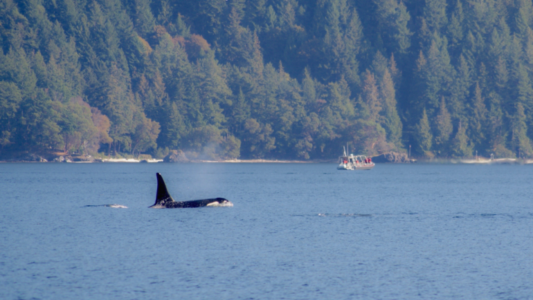 Male Orca Dorsal Fin