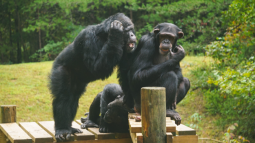 Retired Research Chimpanzees at Project Chimps