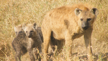 Spotted hyena mother and cubs