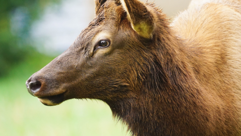 North American Elk Up-Close