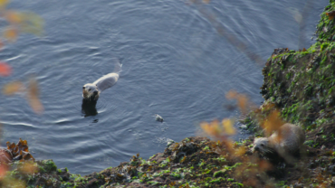 Two river otters feeding on the shore line near Roche Harbor, San Juan Island, Washington