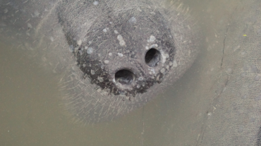 West Indian manatee nostrils