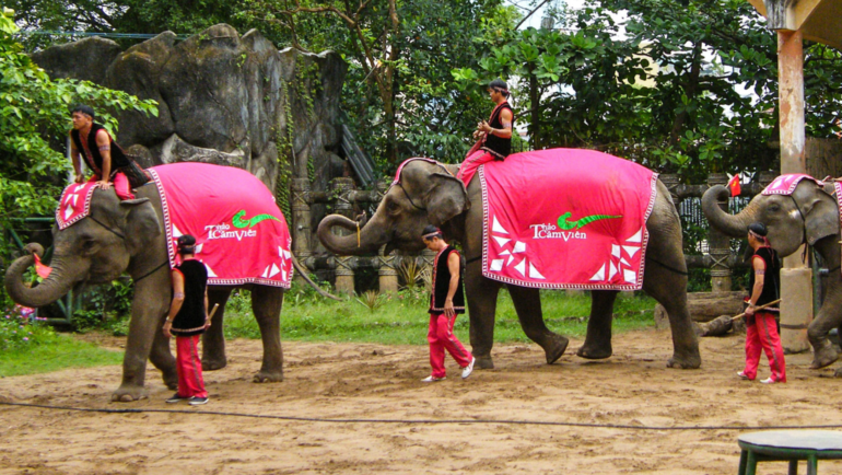 Unethical elephant circus show in Vietnam