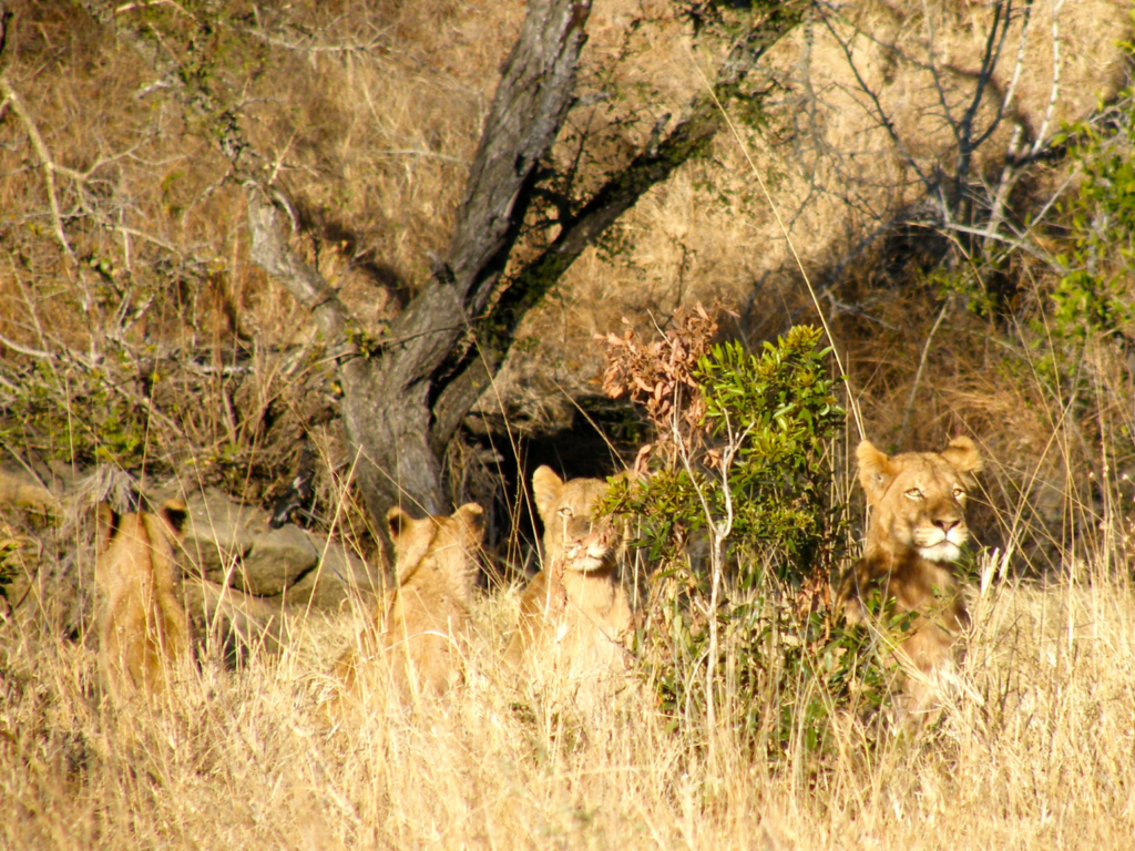 Pride of lions encountered on foot 