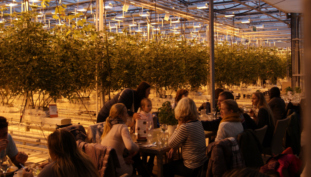 Dining inside the Friðheimar Tomato Farm greenhouses. 