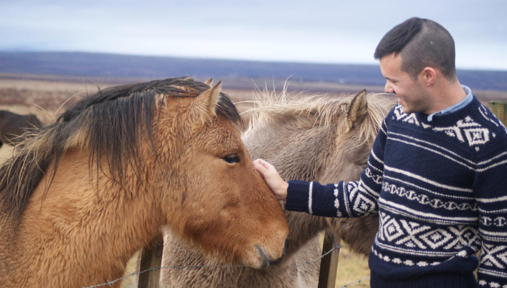 Icelandic horses