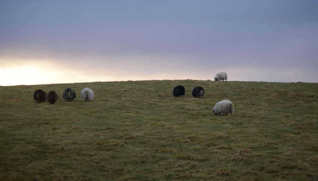 Icelandic sheep.