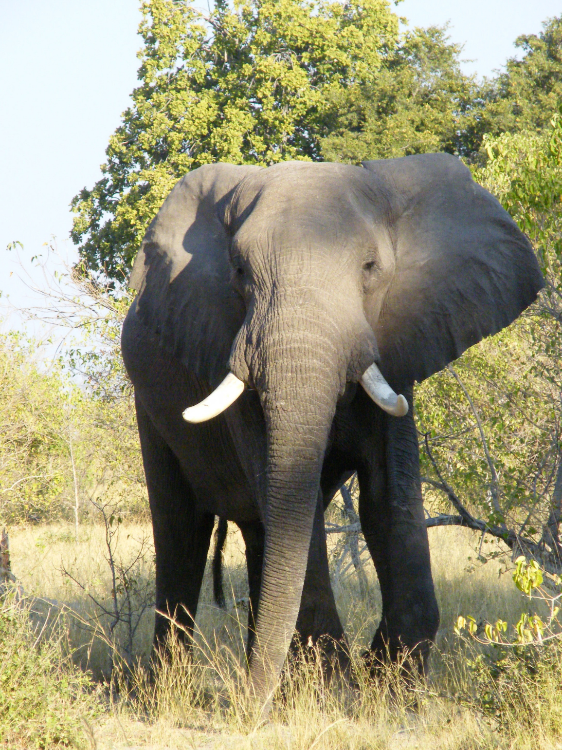 Massive bull elephant