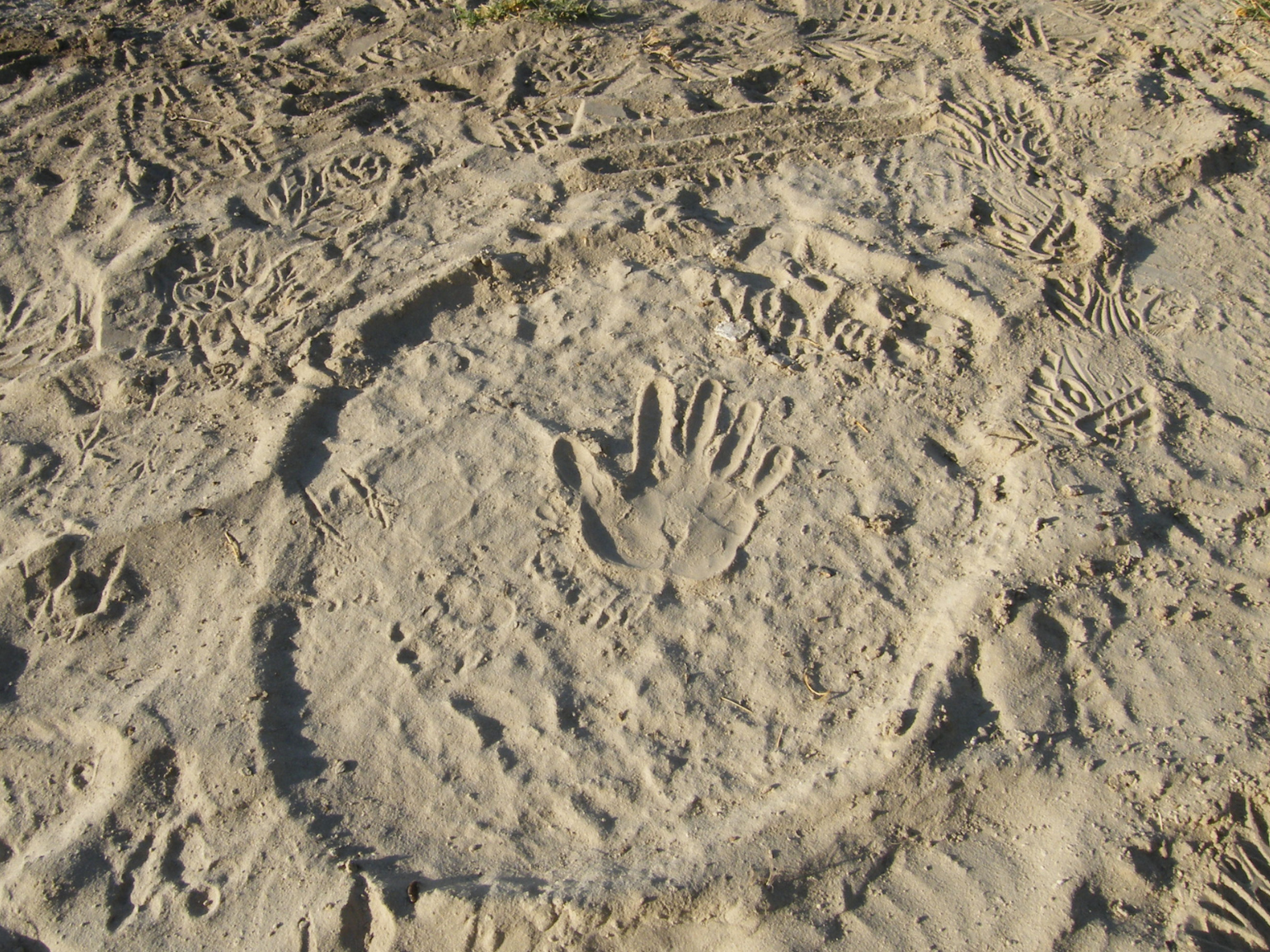 Human handprint inside the massive footprint of an elephant.