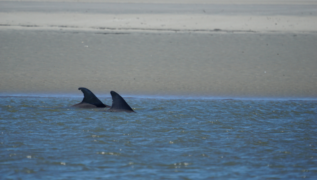 Two bottlenose dolphin dorsal fins out of the water